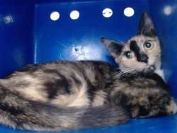 Shelter Stray Female Cat last seen , 2769 Conroy Rd, Orlando, FL 32839, USA