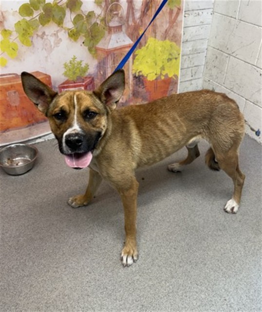 Shelter Stray Male Dog last seen LITTLE MOUNTAIN AND MICHELLE LN, 333 Chandler Pl, San Bernardino, CA 92408, USA