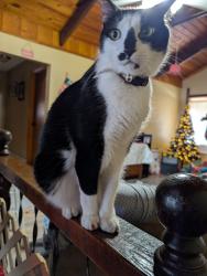 Lost Male Cat last seen Crosstown , Port St. Lucie, FL 34983