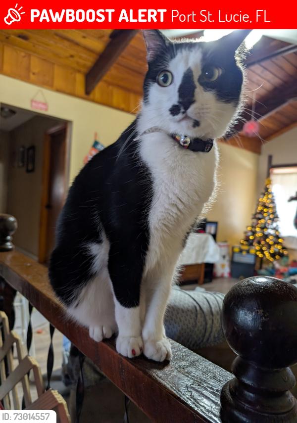 Lost Male Cat last seen Crosstown , Port St. Lucie, FL 34983