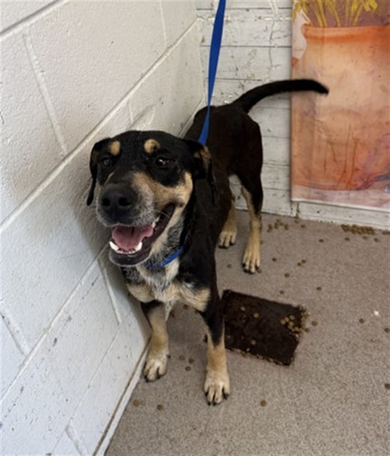 Shelter Stray Male Dog last seen LITTLE MOUNTAIN AND MICHELLE LN, 333 Chandler Pl, San Bernardino, CA 92408, USA
