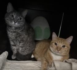 Shelter Stray Female Cat last seen , West Valley Animal Shelter, 20655 Plummer St, Chatsworth, CA 91311, USA