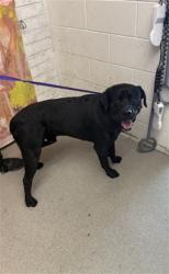 Shelter Stray Male Dog last seen Near BLOCK AND H ST, 333 Chandler Pl, San Bernardino, CA 92408, USA