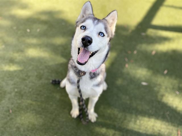 Shelter Stray Female Dog last seen , 1850 W 60th St, Los Angeles, CA 90047, USA