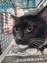 Shelter Stray Male Cat last seen , West Valley Animal Shelter, 20655 Plummer St, Chatsworth, CA 91311, USA
