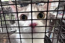Shelter Stray Female Cat last seen , 3201 Lacy St, Los Angeles, CA 90031, USA