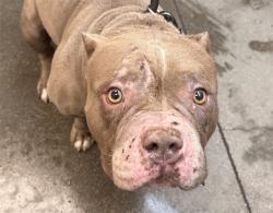 Shelter Stray Male Dog last seen , 4000 N Silverbell Rd, Tucson, AZ 85745, USA