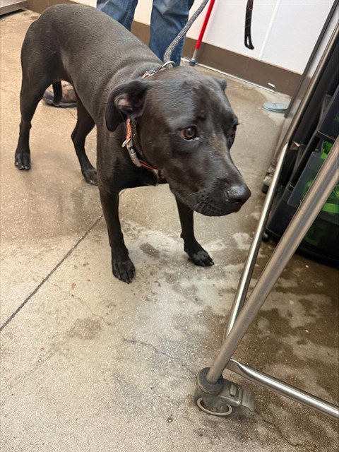 Shelter Stray Male Dog last seen , 4000 N Silverbell Rd, Tucson, AZ 85745, USA