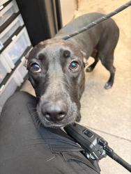 Shelter Stray Male Dog last seen , 4000 N Silverbell Rd, Tucson, AZ 85745, USA