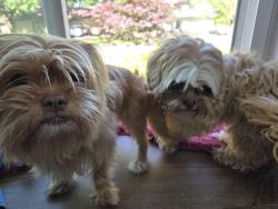 Reunited Unknown Dog last seen NA, Gaithersburg, MD 20879