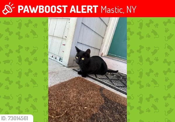 Lost Female Cat last seen VanBuren st & Bedford Ave, Mastic, NY 11950