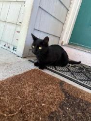 Lost Female Cat last seen VanBuren st & Bedford Ave, Mastic, NY 11950