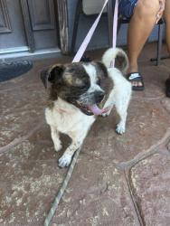 Found/Stray Male Dog last seen Devenir Ave and Brookshire Ave, Downey, CA 90242