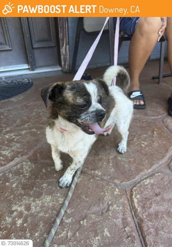 Found/Stray Male Dog last seen Devenir Ave and Brookshire Ave, Downey, CA 90242