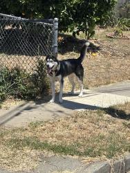 Reunited Unknown Dog last seen University and 14th, Union City, CA 94555