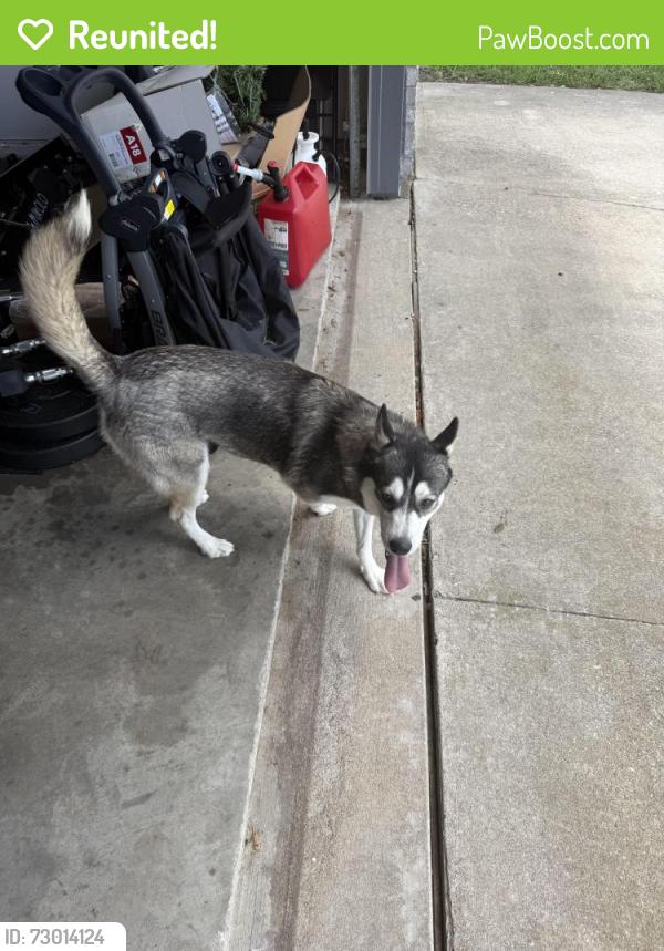 Reunited Unknown Dog last seen Bowie High School, Arlington, TX 76018