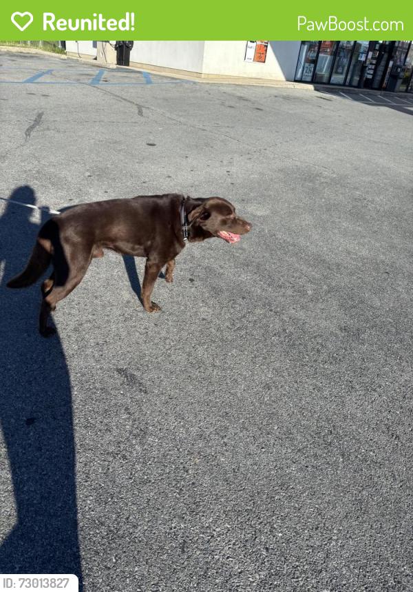 Reunited Male Dog last seen Gulf Gas, Fullerton Ave, Allentown, PA 18102