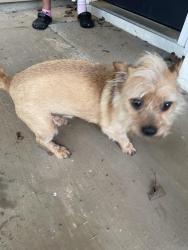 Reunited Male Dog last seen Mirror Lake , Villa Rica, GA 30180