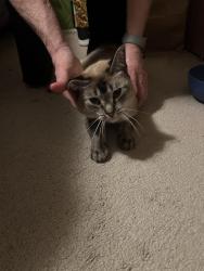 Reunited Female Cat last seen McLeod Rd and Maplewood Ave. Storybrook Park, Bellingham, WA 98225