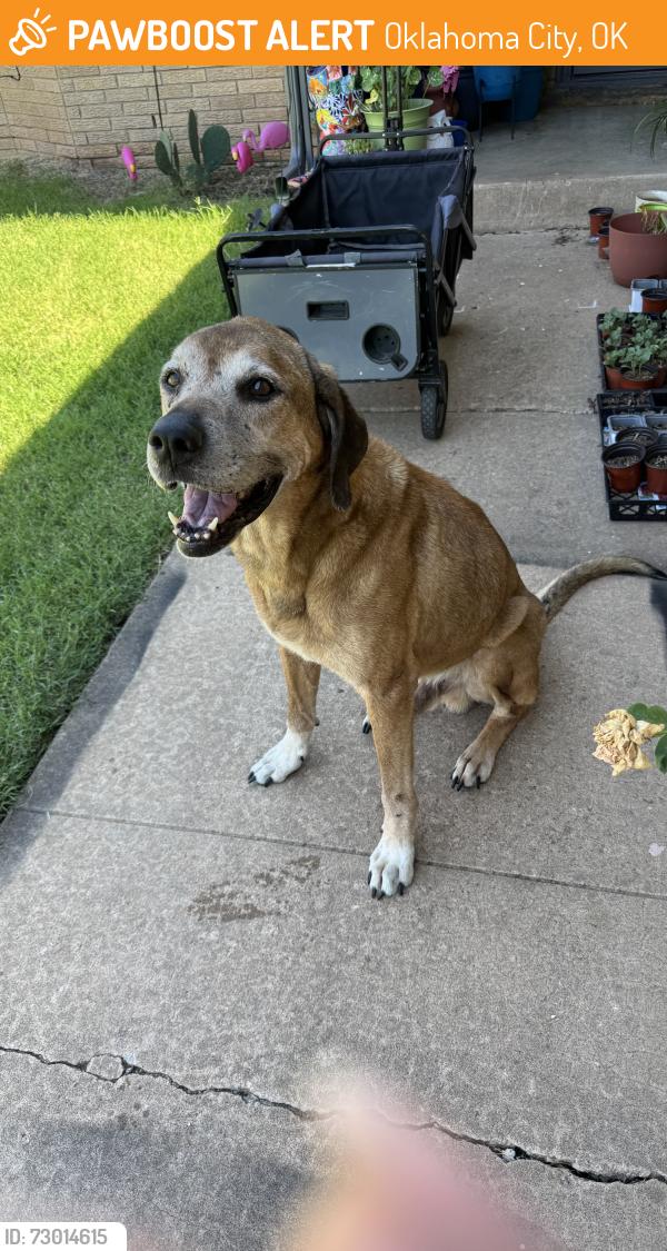 Found/Stray Male Dog last seen Hefner and Western, Oklahoma City, OK 73114
