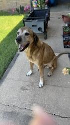 Found/Stray Male Dog last seen Hefner and Western, Oklahoma City, OK 73114