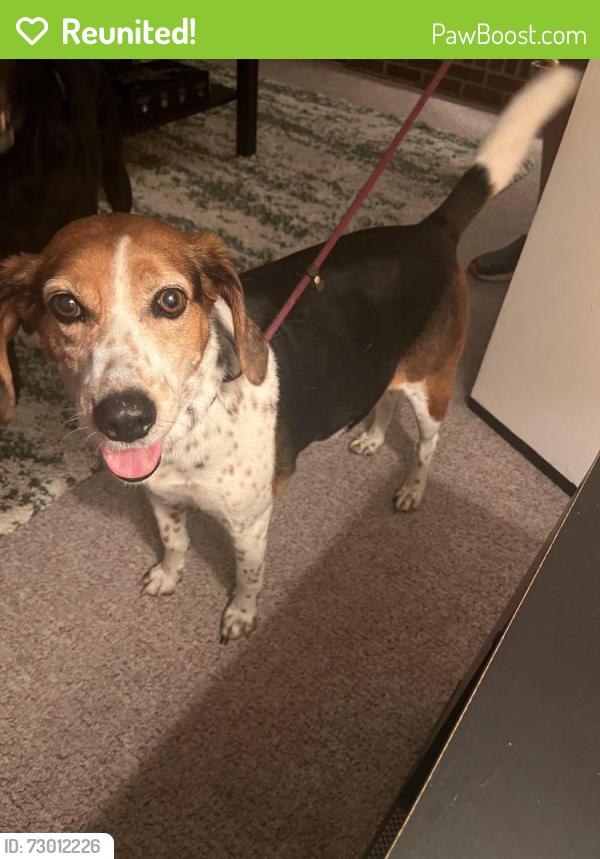 Reunited Female Dog last seen Baldwin Road and Westham Parkway , Tuckahoe, VA 23229