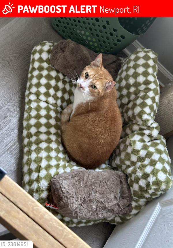 Lost Female Cat last seen Prescott Hall, Newport, RI 02840