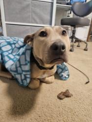 Reunited Male Dog last seen Tigard High School, Tigard, OR 97224