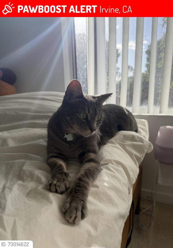 Lost Female Cat last seen Parkwest apmts 3901, building 11, Irvine, CA 92612