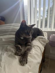 Lost Female Cat last seen Parkwest apmts 3901, building 11, Irvine, CA 92612