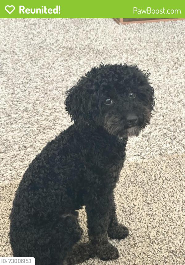 Reunited Male Dog last seen Miramesa neighborhood , Houston, TX 77433
