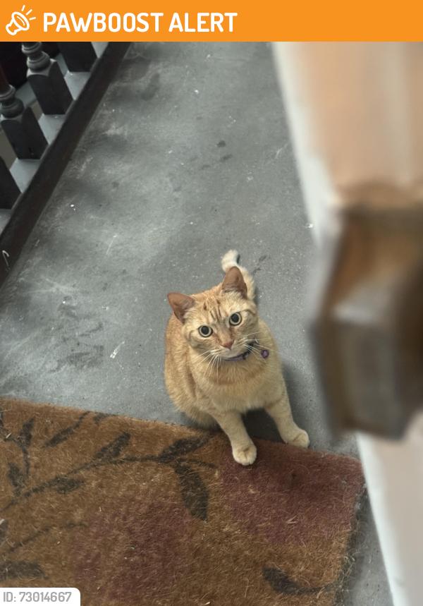 Found/Stray Female Cat last seen Novar Drive, Glasgow City, Scotland G12