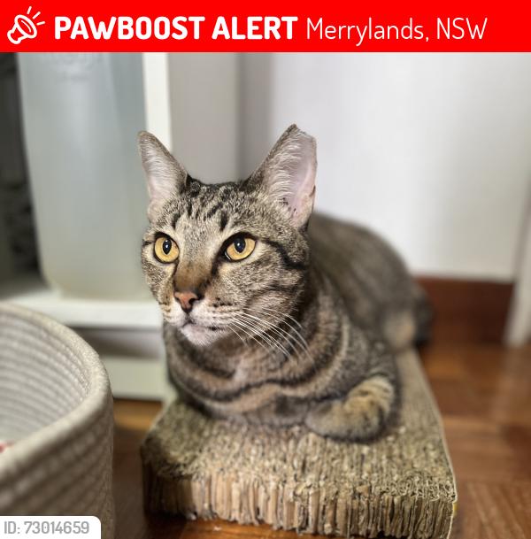 Lost Female Cat last seen Near Memorial Avenue, Merrylands, NSW 2160