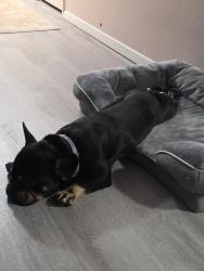Lost Male Dog last seen Flavel 92nd Ave , Portland, OR 97266