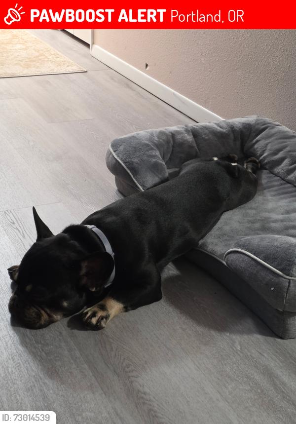 Lost Male Dog last seen Flavel 92nd Ave , Portland, OR 97266