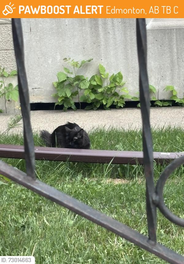Found/Stray Unknown Cat last seen Near 79 ave nw, Edmonton, AB T6B 0C5