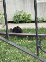 Found/Stray Unknown Cat last seen Near 79 ave nw, Edmonton, AB T6B 0C5