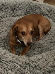 Reunited Male Dog last seen 7th Street, Wilmington, NC 28408