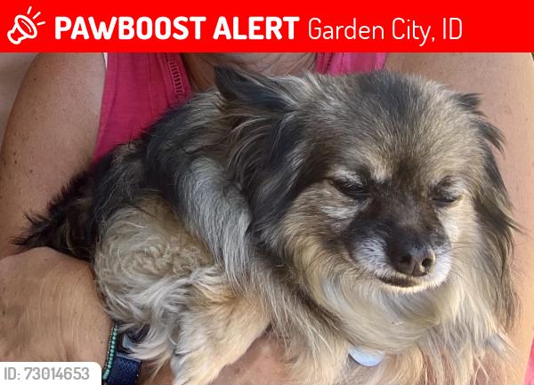 Lost Male Dog last seen Just SE of Horseshoe Bend Rd & State St, Garden City, ID 83714