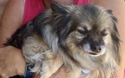 Lost Male Dog last seen Just SE of Horseshoe Bend Rd & State St, Garden City, ID 83714