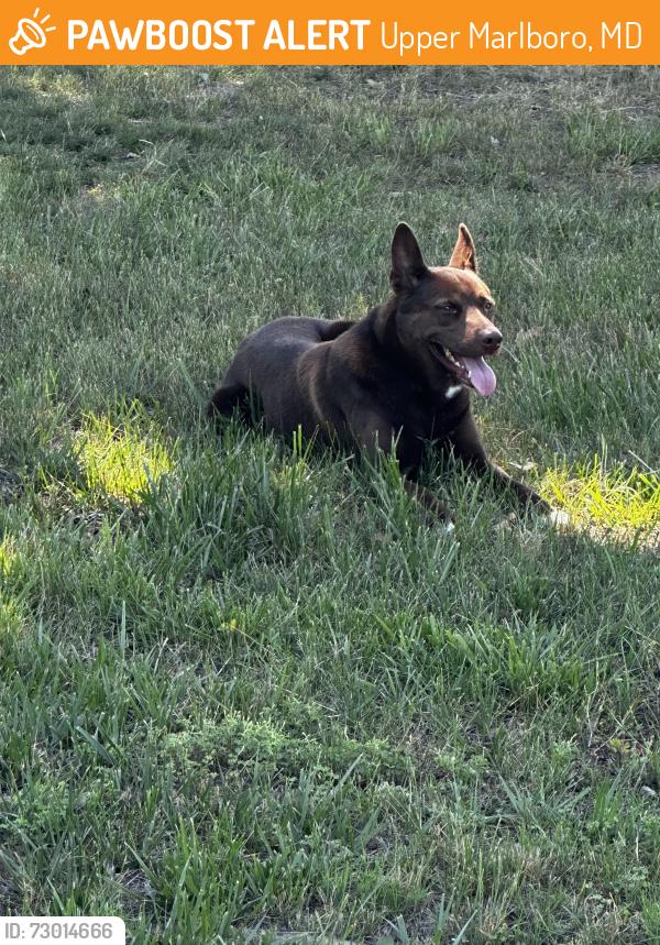 Found/Stray Male Dog last seen Prince Georges animal shelter , Upper Marlboro, MD 20774