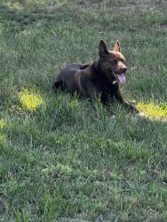 Found/Stray Male Dog last seen Prince Georges animal shelter , Upper Marlboro, MD 20774