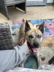 Found/Stray Male Dog last seen Lake behind Quesnel Dr, Virginia Beach, VA 23454