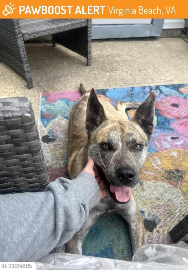 Found/Stray Male Dog last seen Lake behind Quesnel Dr, Virginia Beach, VA 23454