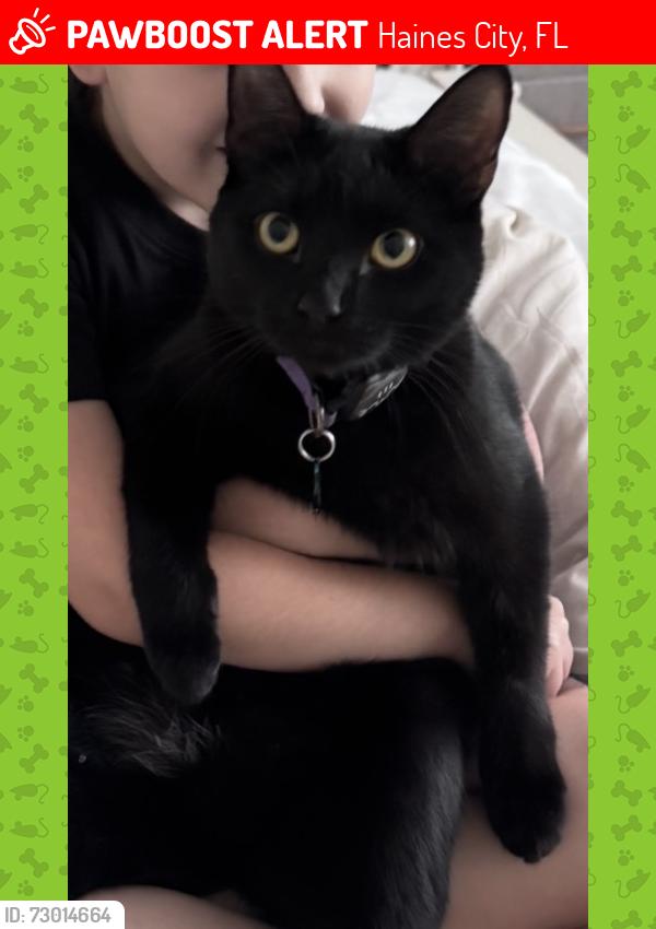 Lost Female Cat last seen The ests at Lake Hammock and Old Polk City Road, Haines City, FL 33844