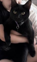 Lost Female Cat last seen The ests at Lake Hammock and Old Polk City Road, Haines City, FL 33844