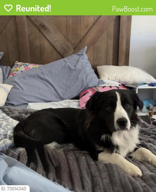 Reunited Male Dog last seen Wedgewood Golf Course, Wilson, NC 27893