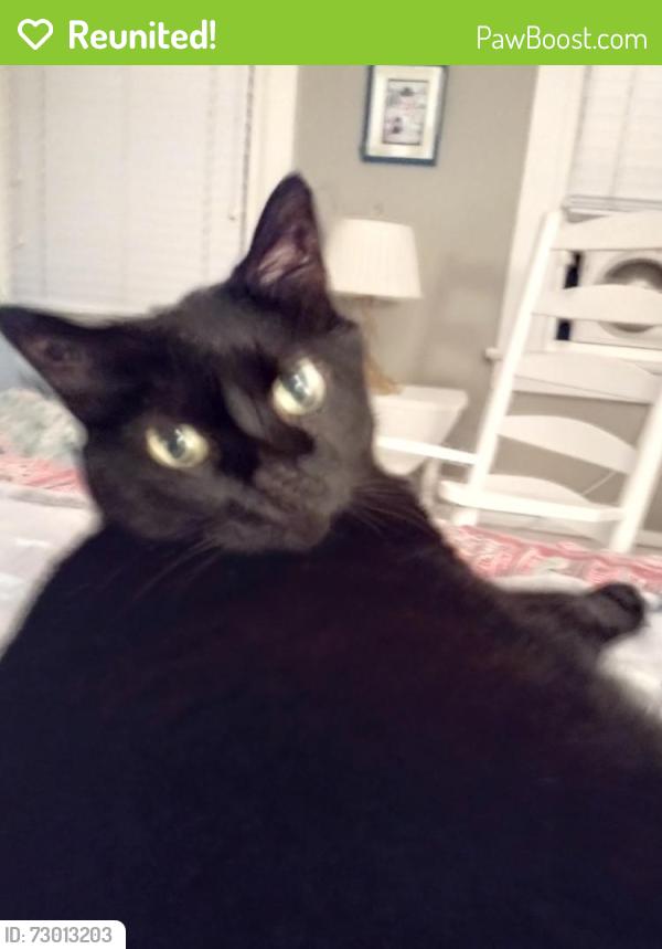 Reunited Male Cat last seen Price street and High street, West Chester, PA 19382
