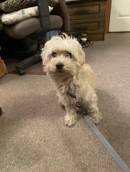 Lost Female Dog last seen I5 south bound rest are, Clackamas County, OR 97002