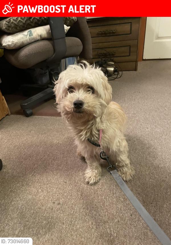 Lost Female Dog last seen I5 south bound rest are, Clackamas County, OR 97002